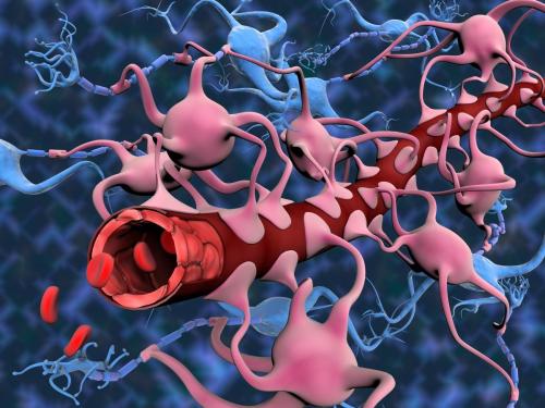 Image SS21245872 (Blood-Brain Barrier, illustration)Medical illustration of the hematoencephalic bar