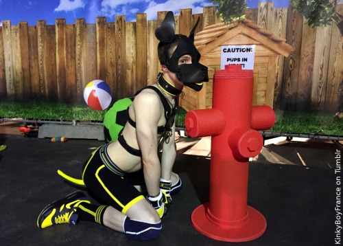 Up To Puppy Stuff