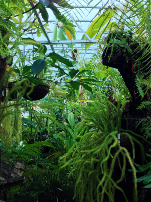 ellerykr:  Tropical greenhouse  Australian National Botanic Gardens  ❁❁ Calm and relaxing jungle blo