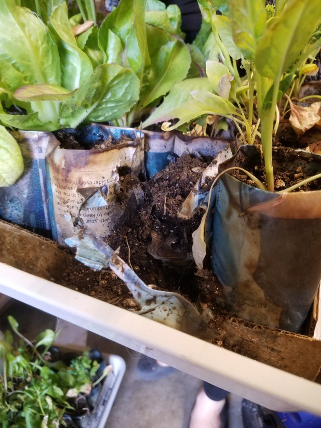 a side view of the destroyed starting pot, a large toad peeks out of the dirt