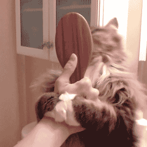 vintagebiatchh:who needs to brush the cat,when you can just cat the brush 