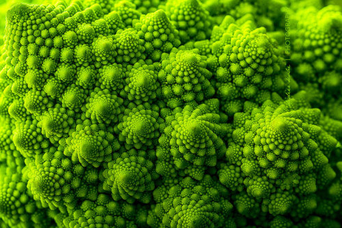 littlelimpstiff14u2:Geometrical Plants for Symmetry LoversWho said math can’t be interesting? 