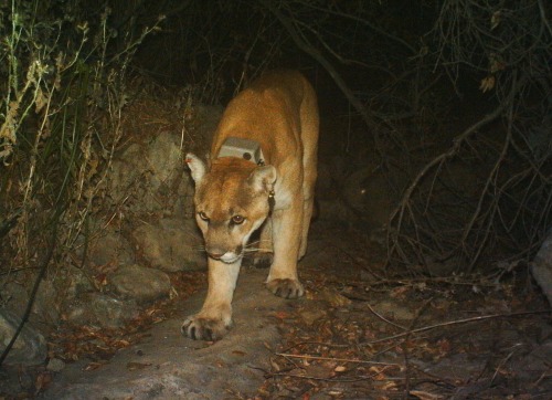 Mountain Lion (P-22) - Griffith Park 