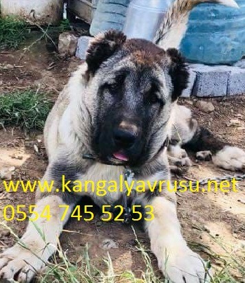 Kangal Yavrusu Kangal Ucretsiz Kopek Sahiplenme Ve Sahiplendirme