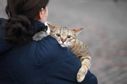 catsbeaversandducks: Ukrainians fleeing with their pets. They don’t leave them behind. I can&r