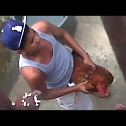 The things I see on Facebook. Really, nigga, fucking a chicken? 🐓 😑 #chicken #chickenfucker #seenitall