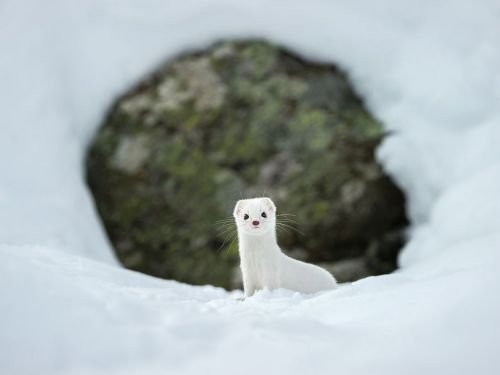 Ermine in Winter Image, Italy – National Geographic Photo of the Day Among the wildlife inhabi