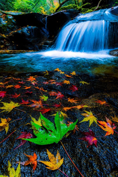Autumn sceneries at Akame 48 Waterfallspark in Mie perfecture, gorgeously captured by @v0_0v______mk