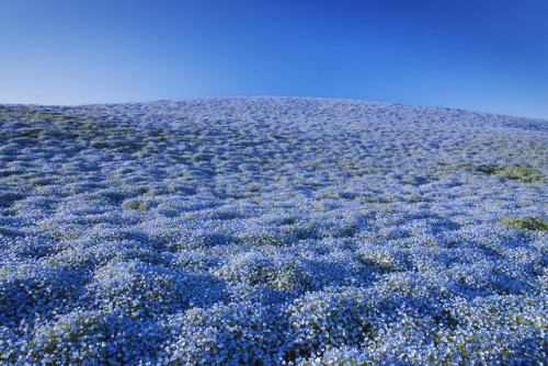 redlipstickresurrected: In Hitachinaka, Ibaraki, Japan, less than two hours from Tokyo is Hitachi Seaside Park which during Spring have 4.5 million baby-blue flowers, called Nemophilas (Rurikarakusa in Japanese) that bloom all over the park. 1: JTB Photo