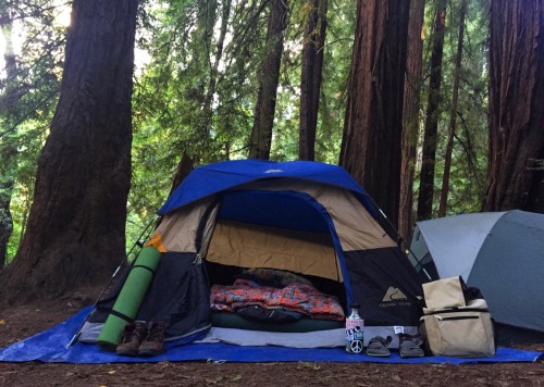 stolenfootprints:  Moving in under the redwood trees 🌲🌲🌲 couldn’t be happier!! 