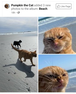 wyldstallyn:wyldstallyn:love him