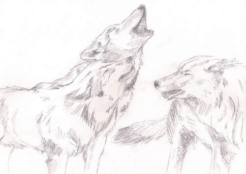 pack of wolves drawing