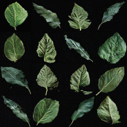 lucky-number-8:A machine learning model is trained on a scientific dataset of leaf photographs and s