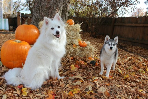 american eskimo dog