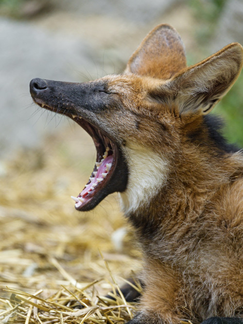 end0skeletal-undead:Maned Wolves byTambako The Jaguar