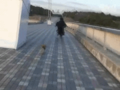 impossible-girl-maestro-deactiv:  Hitsugi cuddling with &amp; running away from