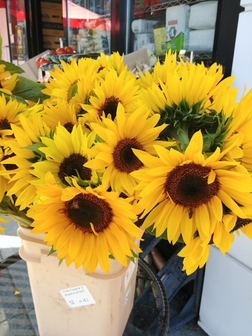 pumpkin-bread:Some dear little bees enjoying freshly cut sunflowers. Right click -&gt; view in n