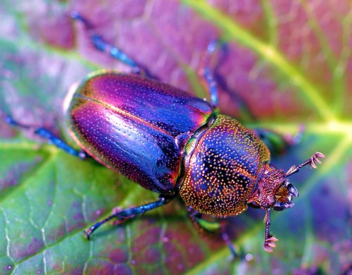 Golden Stag beetle daughter! She is so wonderfully dotted and spotted with little dimples