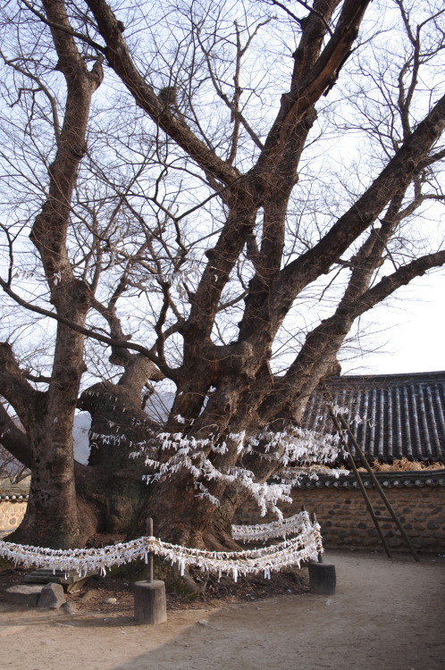 안동 하회마을 삼신당 수령 600년이 넘은 나무로 마을 주민들이 소망을 비는 곳. 하회별신굿 탈놀이가 이곳에서 시작한다. 찾아오는 관광객들이 나무 주위를 둘러싼 새끼줄에 자기들의 