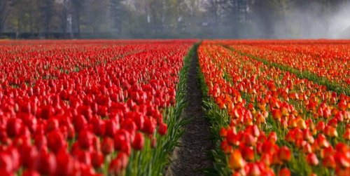 RT @g2LgzIQ1S0Od86p: Tulips(Unknown) チューリップ畑(不明) t.co/trjOa8DL8J See our website www.tulipsi