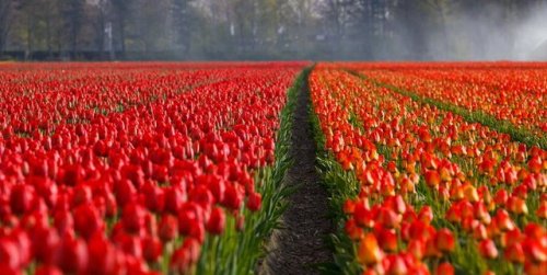 RT @g2LgzIQ1S0Od86p: Tulips(Unknown) チューリップ畑(不明) https://t.co/trjOa8DL8J See our website www.tulipsi