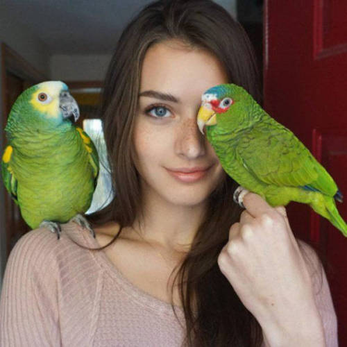 Faces
