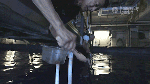 An animated image, or GIF, of an aquarist feeding an ocean sunfish. The view follows the aquarist's hand holding food in tongs as it lowers from above the surface of the water to a waiting ocean sunfish below the surface. 