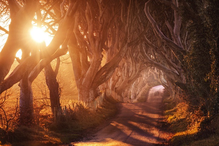 mymodernmet:  The Dark Hedges in County Antrim, Ireland is a beautifully eerie avenue