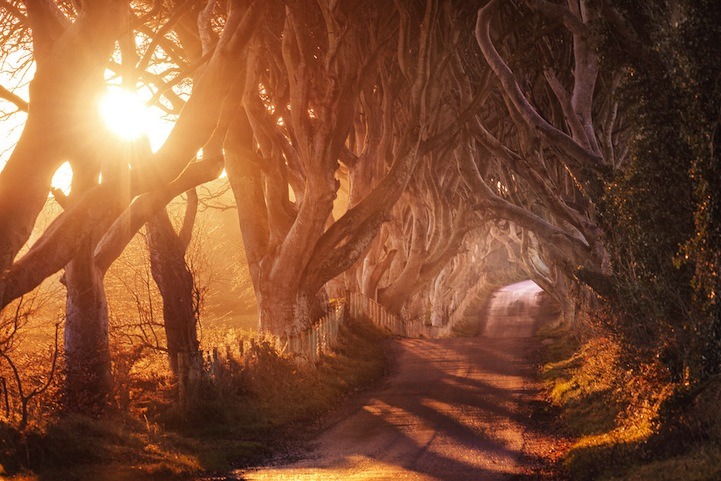 taktophoto:  The Dark Hedges Ireland’s Beautifully Eerie Tree-Lined Road 