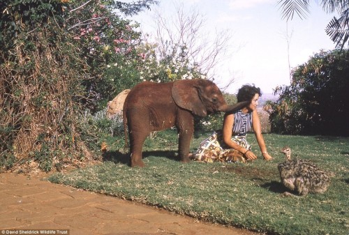 dodosite:  Dr. Dame Daphne Sheldrick is a force to be reckoned with. Known affectionately as the “el