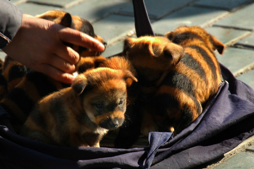 Striped Dogs in Urumqi, Xinjiang, China