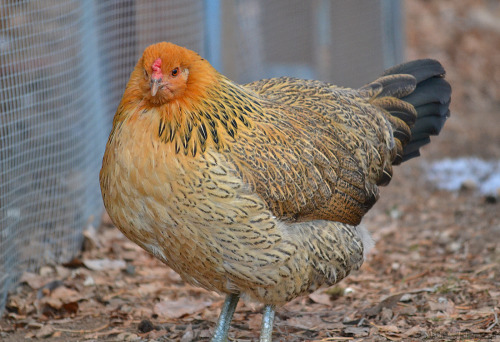 idess:Took some photos of our flock yesterday :3 It was pretty cold so I got a lot of cute fluffed u