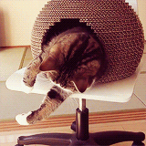 zonahappy:Gatos.