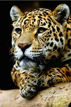 eqiunox:  Jaguar by John Fotheringham on Fivehundredpx 