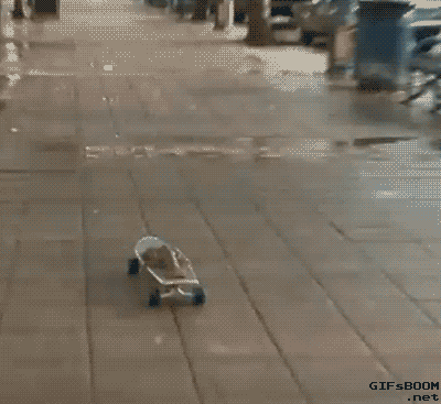 Animated GIFs