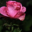 night-flower666