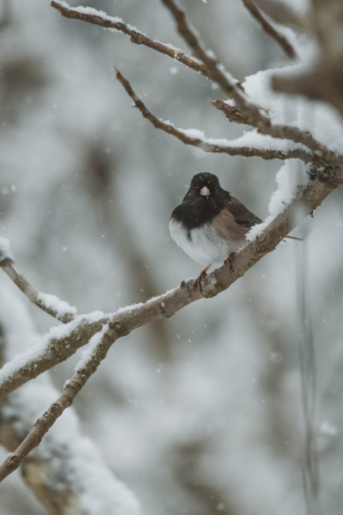 millivedder:Visitors on a snowy day