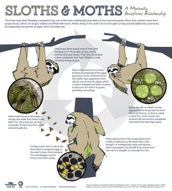 pbsnature:  Sloth and moths: a mutually beneficial relationship http://to.pbs.org/1yfo3Ko #SlothNamedVelcro