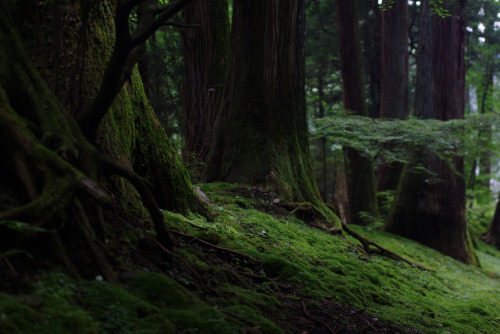 half-full-glass-0f-wine: miritamoku: vainajala: Green summer forest, Nikko, Japan (by m__photos) nat