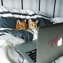fruitcrocs:  tastefullyoffensive:  They’re watching ‘The Aristocats’ (probably). (photo by Anya Yukhtina)   petflix and chill           