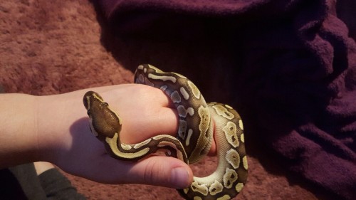 I got a snake and he’s so awesome ♡