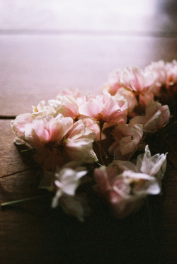 floralls:  八重桜 (by moriyu)