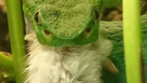 Vogel’s pit viper (Trimeresurus vogeli) feeding closeup. Credit: Julian Clare‎ > For more pics, v