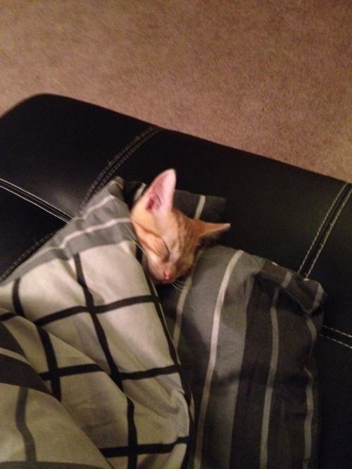 Porn Pics pleatedjeans:  21 Adorable Tucked in Cats