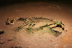 lrgcarter:daggersdawn:goddessoftheblackcoast:skeleton of cave bear in Bears Cave, Romania   wonder why it’s called that This sent me down a massive historical rabbit hole, but, long story short: it’s called Romania because there were once Romans there.