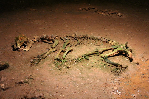 goddessoftheblackcoast:skeleton of cave bear in Bears Cave, Romania