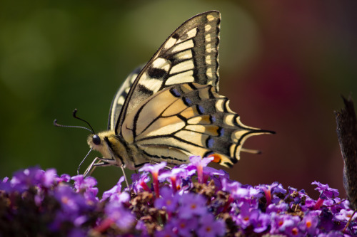 earthlynation:  Submitted by pokos-photos