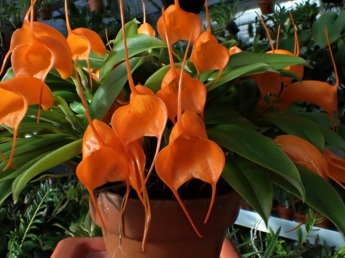 orchid-a-day:Masdevallia hirtziiDecember