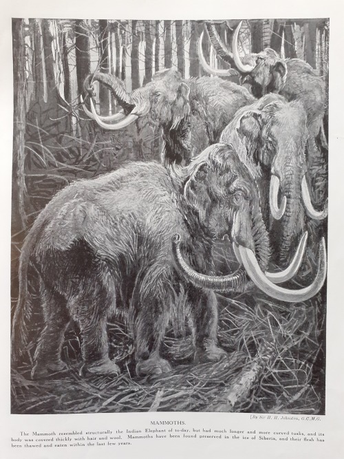 electricnik:Woolly mammoths from Marvels of the Universe magazine, 1910s.