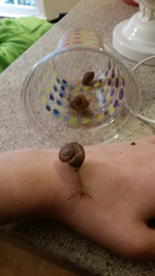 delcaatty:  Guess who found 4 WHOLE SNAILS